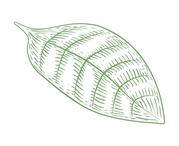 热带植物的叶子。咖啡叶。雕刻风格。手绘。孤立在白色背景上。图片下载