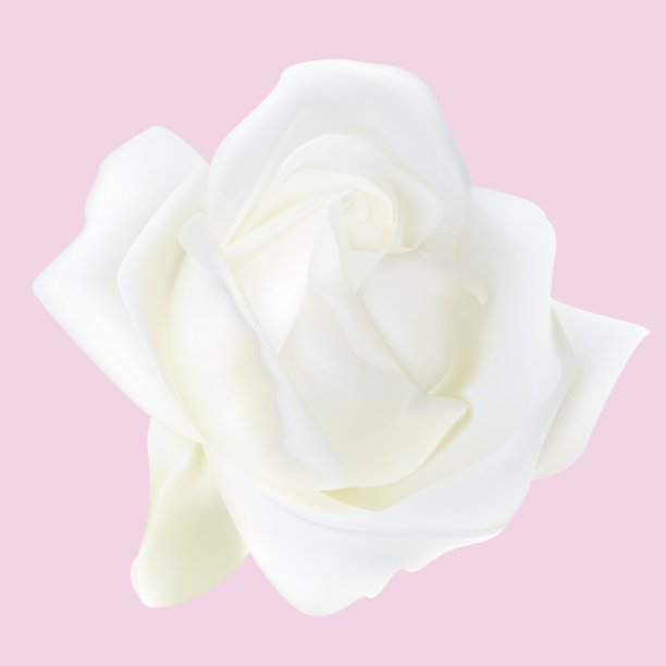 优雅的白玫瑰孤立在柔和的粉红色背景。现实的美丽的花。图片下载