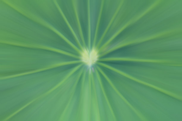 绿叶抽象插图背景与心和平滑的骨头线。图片下载