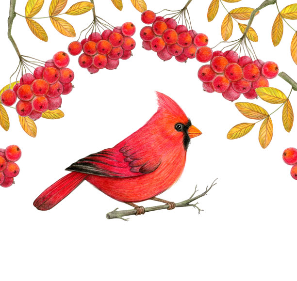 红雀栖息在花楸枝上。红衣主教北部鸟。彩色铅笔画画。彩色草图。彩色插图。手绘设计。图片下载