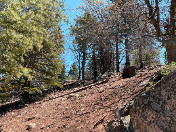 高山峭壁，高山松柏，针叶树常绿，岩石嶙峋，是徒步旅行的风景背景图片下载