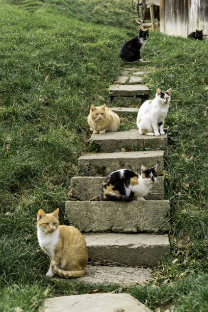 Catway天堂图片下载