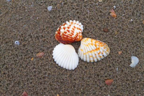 靠近沙滩上的三个贝壳图片下载