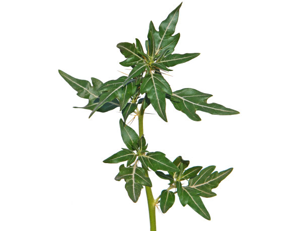 在白色，苍耳上分离的多刺苍耳植物图片下载