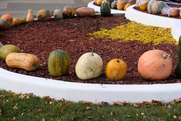 万圣节的装饰品来自南瓜。图片下载