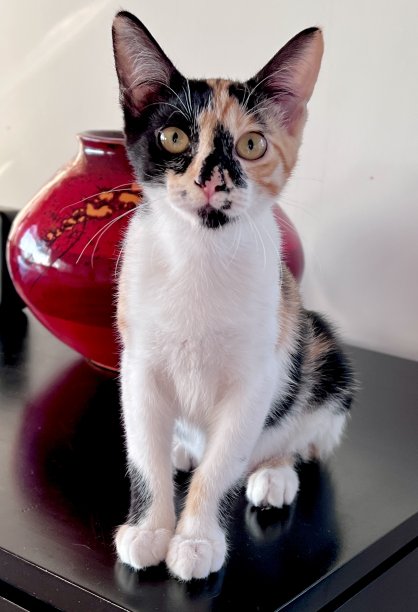 印花棉布的小猫图片下载