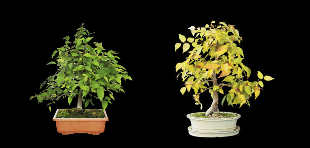 榉树或日本灰色树皮榆树图片下载