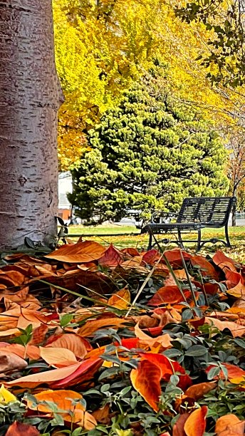 恬静的秋景在公园美丽的午后漫步-照片素材图片下载