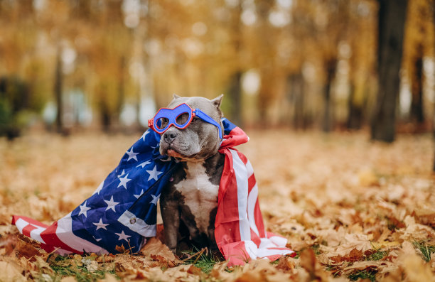 一只宠物穿着滑稽的服装在公园里散步。美国恶霸狗打扮成超级英雄美国队长散步。图片下载