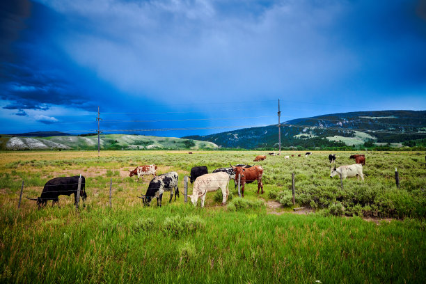 长角牛在暴风雨的天空中吃草。图片下载