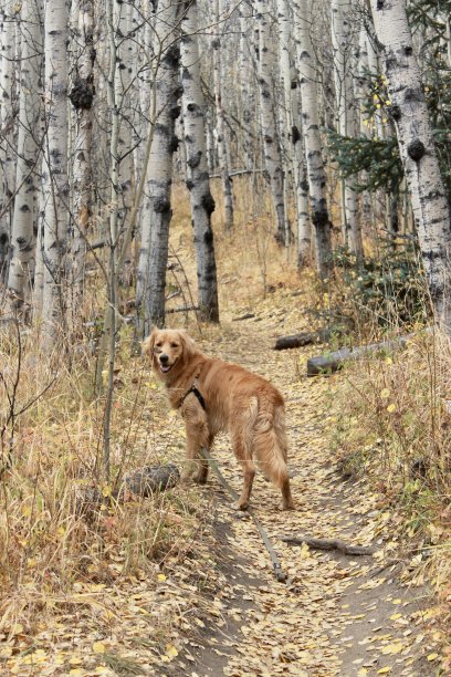 金色的秋天徒步旅行图片下载