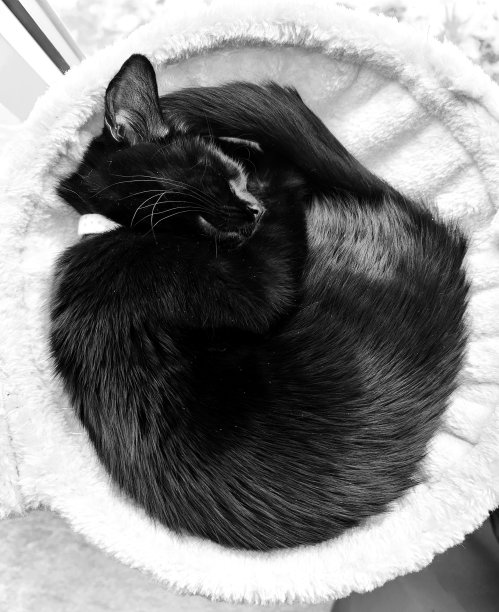 黑猫在篮子里睡着了图片下载