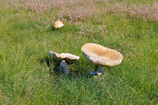 秋天的梧桐菇图片下载