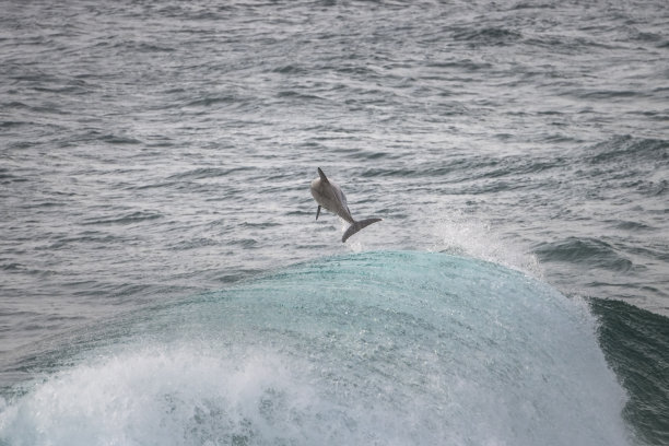 跳跃的海豚图片下载