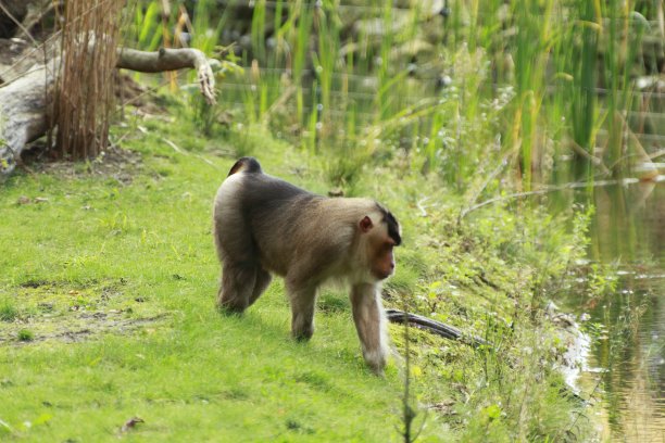 可爱的小猴子在围栏里散步图片下载