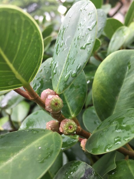 叶子n雨图片下载