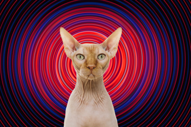 Sphynx猫穿。图片下载