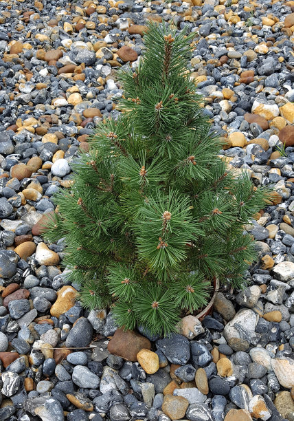 鹅卵石波罗的海沿岸图片下载