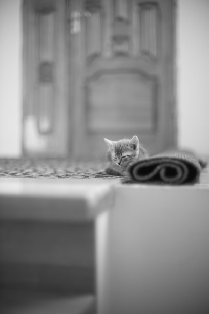 可爱的虎斑小猫睡在房间里。动物宝宝睡眠。黑白照片。图片下载