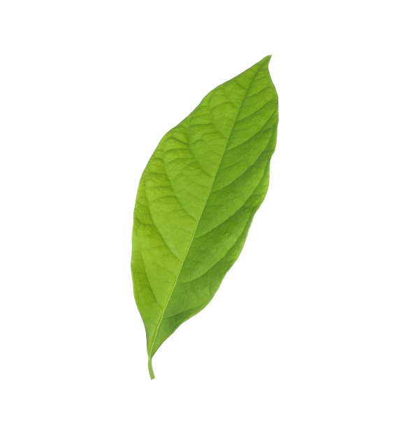 新鲜的绿色鳄梨叶孤立在白色图片下载