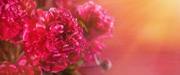 抽象的浪漫背景与精致的红色牡丹。浪漫的旗帜图片下载