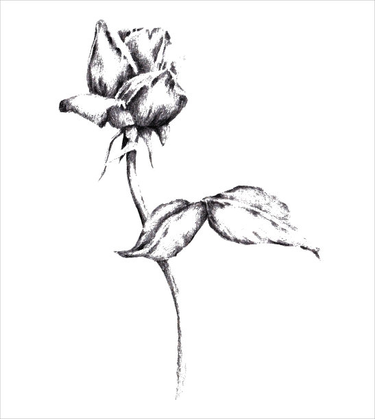 玫瑰花朵。素描图片下载