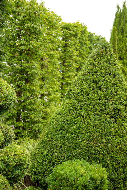 山毛榉树篱和黄杨木切成球图片下载