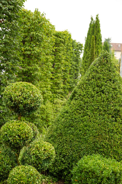 山毛榉树篱和黄杨木切成球图片下载