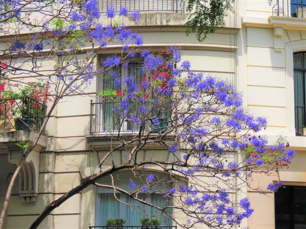 开花蓝花楹树和建筑物。图片下载