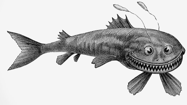 古董插图-哈珀杂志-大脑袋和大傻笑的鱼图片下载