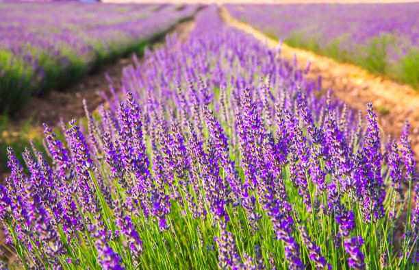 薰衣草田中的薰衣草花图片下载