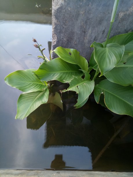 由于昨夜下雨，植物被淹没在水中图片下载