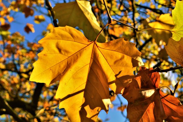 丰富多彩的秋叶。图片下载