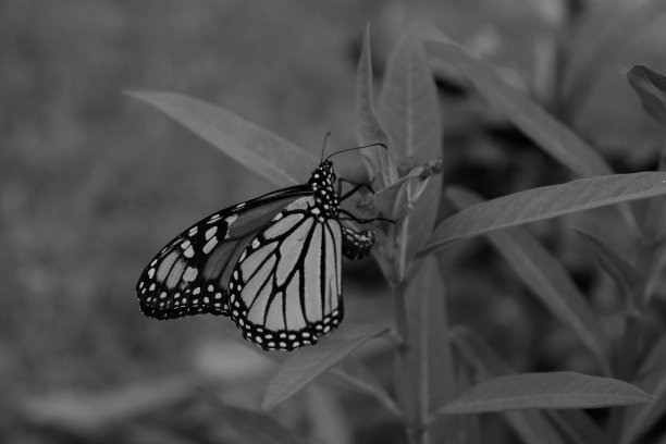 昆虫飞图片下载