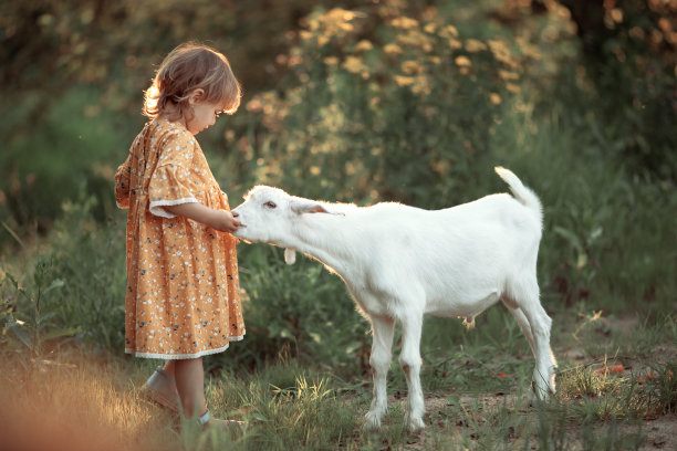 可爱的小女孩穿着黄色的棉衣。白山羊在乡下吃胡萝卜和草，夏天大自然户外。孩子和农场动物的友谊图片下载