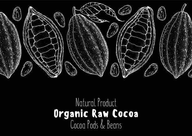 可可豆荚。矢量插图。超级食物。巧克力的烹饪和原料，速写插图。健康食品，设计元素。手绘，包装设计。图片下载
