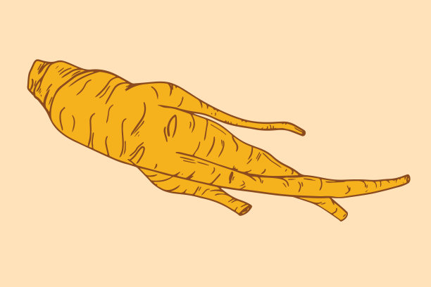 红参干插图。图片下载