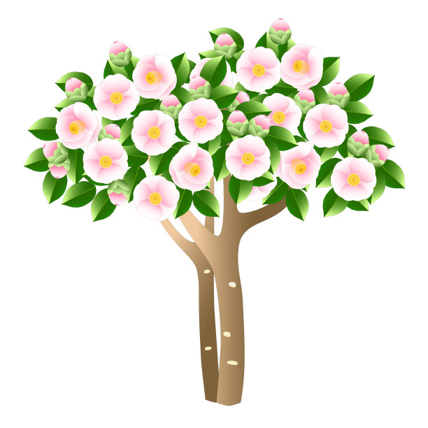 茶花树上开满了粉红色的花图片下载