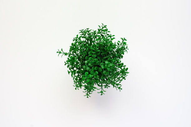 装饰房间或办公室的盆栽植物。花盆与假植物隔离在白色背景。平躺图片下载