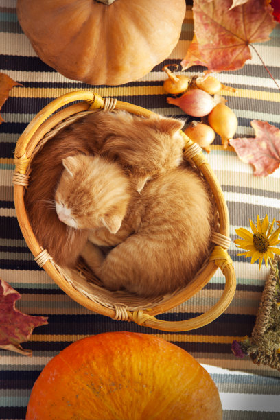小猫在篮子里，秋天的南瓜和其他水果和蔬菜在木制的感恩节餐桌上图片下载