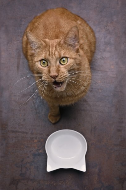 高角度，可爱的姜猫旁边喂菜，喵喵叫，看着相机。图片下载