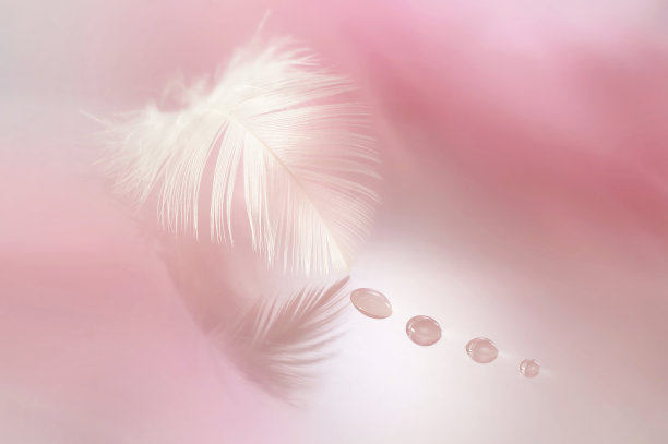 美丽的白色羽毛与雨滴露珠水在一个模糊的粉红色背景。图片下载