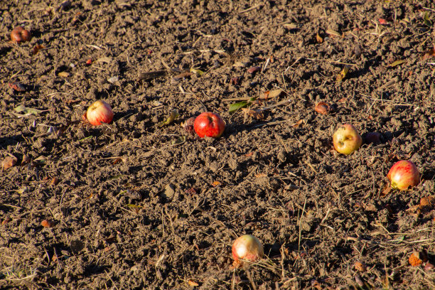 秋天，苹果躺在耕过的田里的泥土里图片下载