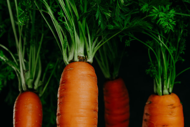 一束鲜甜的橙色胡萝卜，配以黑色背景的绿色香草。令人惊叹的时令蔬菜照片。健康的生活方式，素食和蔬菜的概念。维生素A。图片下载
