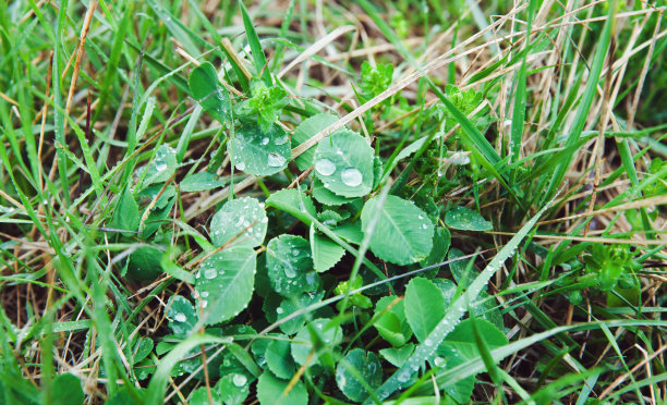 潮湿的绿色三叶草叶子特写照片图片下载