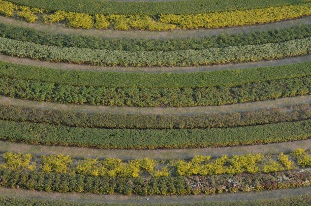 花园的一部分。印度亚洲。不同深浅的绿色。树篱修剪。好保持花园。图片下载