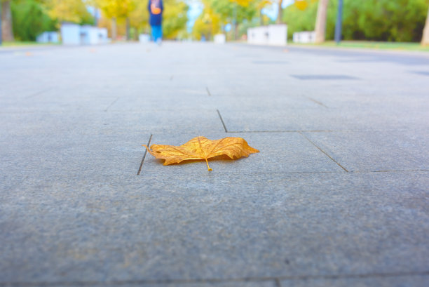 黄色的枫叶躺在人行道上。图片下载