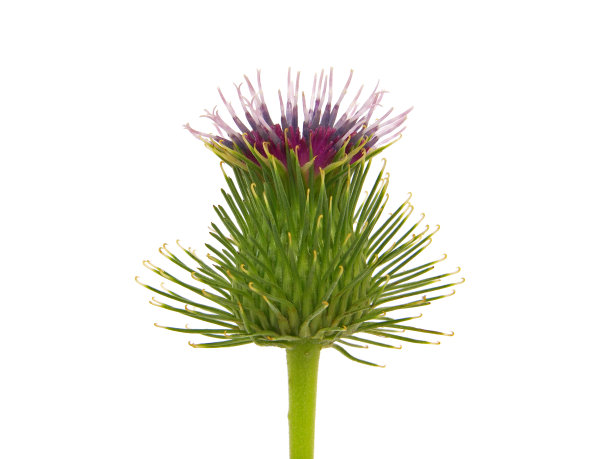 在白牛蒡上分离的牛蒡植物的花头图片下载