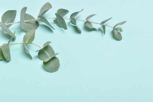 蓝色背景上的两棵桉树。图片下载