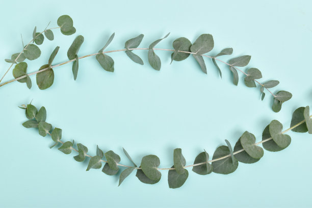 树枝新鲜的桉树，蓝色的背景。eco横幅。图片下载